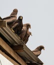 Flock of Vultures on a rooftop