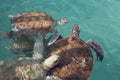 Group of hawksbill sea turtles at the surface in clear teal water