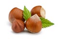 Group of hazelnuts with green leaves isolated Royalty Free Stock Photo