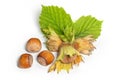 Group of hazelnuts with green leaves isolated on white background. Corylus Royalty Free Stock Photo