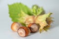 Group of hazelnuts with green leaves isolated on white background. Corylus Royalty Free Stock Photo