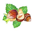 Group of hazelnuts and leaves in different views. Hand drawn watercolor illustration