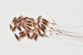 Group of head lice and their nits eggs on a white background