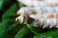 Group heads of silk worms, Bombyx mori, eating mulberry leaves with their sharp teeth Royalty Free Stock Photo