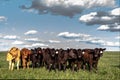 Group of heifers in a pasture and blue sky