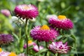 Helichrysum bracteatum, Xerochrysum bracteatum, golden everlasting, strawflower in bloom Royalty Free Stock Photo