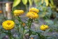 Helichrysum bracteatum, Xerochrysum bracteatum, golden everlasting, strawflower in bloom