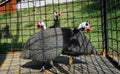 a group of Helmeted guineafowl birds on a farm