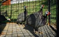 a group of Helmeted guineafowl birds