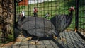 a group of Helmeted guineafowl, these birds have other names such as Iranian chicken, guinea fowl, etc.