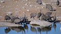 Group Helmeted guineafowl drinking water