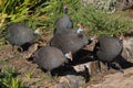 Group of Helmeted Guineafowl in Kirstenbosch National Botanical Garden Royalty Free Stock Photo