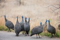 Group of helmeted guineafowl standing on the tarmac in the Kruger Park Royalty Free Stock Photo