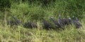 group of helmeted guineahen Royalty Free Stock Photo