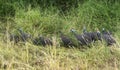 Group of helmeted guineahen Royalty Free Stock Photo