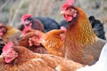 Group of hens Royalty Free Stock Photo