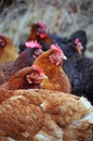 Group of hens Royalty Free Stock Photo