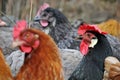 Group of hens Royalty Free Stock Photo