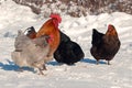 A group of hens of the breed Hedemora, out on days of snow and cold Royalty Free Stock Photo