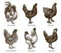 Group of hens and cocks of different chicken breeds