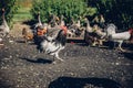 Group of hens, cocks, and geese walking in the farm Royalty Free Stock Photo