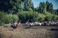 Group of hens, cocks, and geese walking in the farm Royalty Free Stock Photo