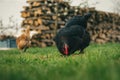 Group of hens feeding in the green grass on sunset in farm. Free range