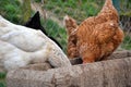 Group of hens feeding from wooden trough on the rural farm yard. Flock of chickens eating grains on the traditional barnyard