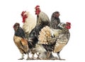 Group of hens and roosters, isolated