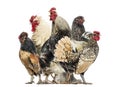 Group of hens and roosters, isolated Royalty Free Stock Photo