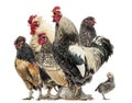 Group of hens and roosters, isolated