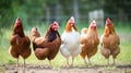 A group of hens standing next to each other.