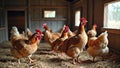 Group of hens in sunlit barn with straw bedding Royalty Free Stock Photo
