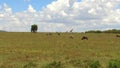 Group of herbivore animals in savanna at Africa