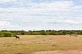 Group of herbivore animals in savannah at africa Royalty Free Stock Photo