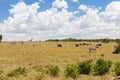 Group of herbivore animals in savannah at africa