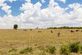 Group of herbivore animals in savannah at africa