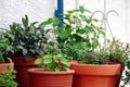 Group of herbs plant in the pot