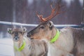 Group herd of caribou reindeers pasturing in snowy landscape, Northern Finland near Norway border, Lapland