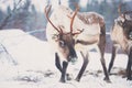 Group herd of caribou reindeers pasturing in snowy landscape, Northern Finland near Norway border, Lapland