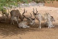 A group or herd of critically endangered Addax Addax nasomaculatus aka screwhorn or white antelope Royalty Free Stock Photo