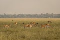 Group or herd of wild blackbuck or antilope cervicapra or indian antelope family in natural grassland landscape of Blackbuck or