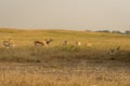 Group or herd of wild blackbuck or antilope cervicapra or indian antelope family in natural grassland landscape of tal chhapar