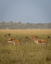 Group or herd of wild blackbuck or antilope cervicapra or indian antelope family in natural grassland landscape of Blackbuck or