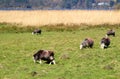 Group of Herdwick sheep grazing in a grass field in the English Lake District, with a lake in the distance, in bright sunshine Royalty Free Stock Photo