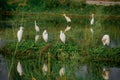 Group of heron in water pond, Royalty Free Stock Photo