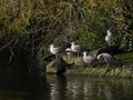 Group of herring gulls / Larus argentatus on a rock by a lake