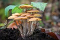 Group of highly poisonous mushrooms Galerina marginata Royalty Free Stock Photo