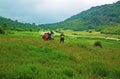 Group of hikers in green meadow