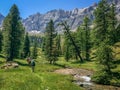 Group of hikers in a green meadow with pine trees, Queyras, the Alps Royalty Free Stock Photo